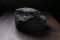Raven Black Fossil